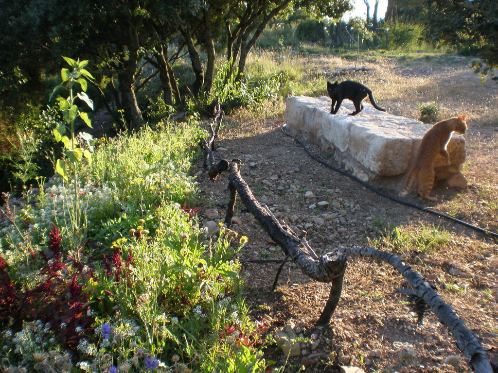 Mas Del Salin Villa Cornudella de Montsant Luaran gambar